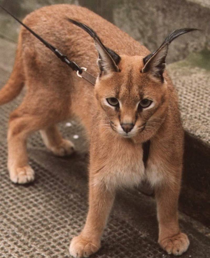ｻ・鯊ﾌ08Caracal