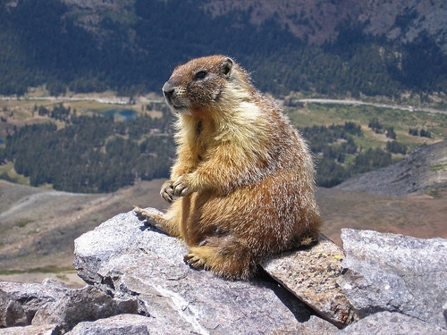 800px-Marmot-edit1